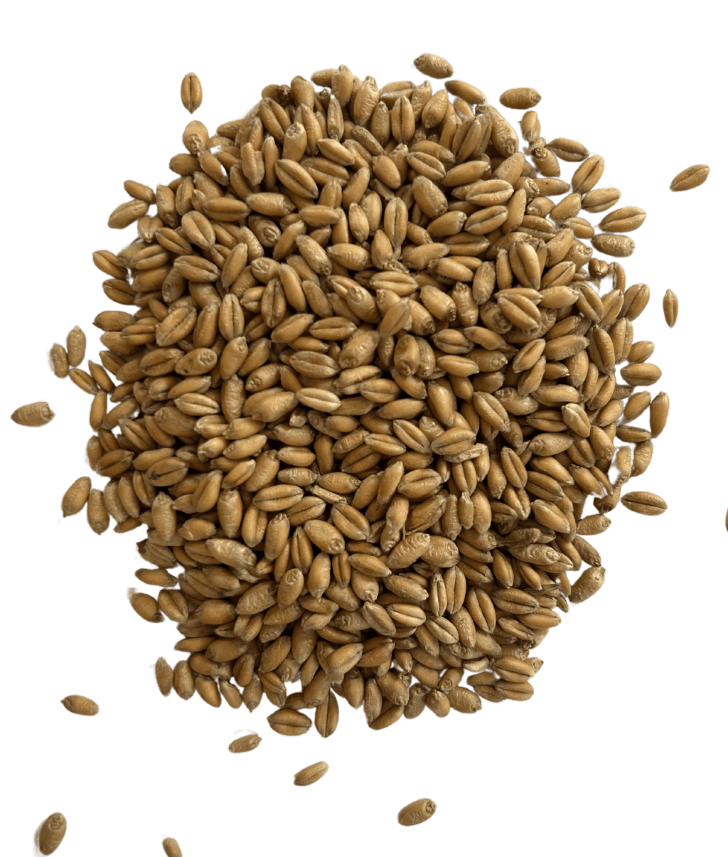 Hard Red Winter Wheat - Organic Grain Berries - 1847 Stone Milling