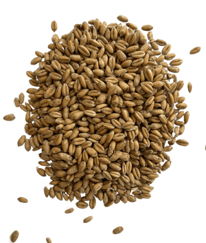 Hard Red Winter Wheat - Organic Grain Berries - 1847 Stone Milling