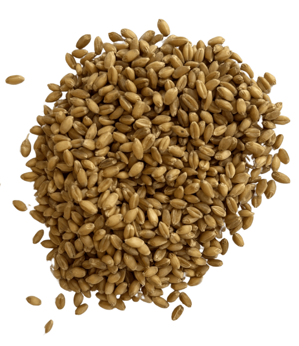 Hard White Wheat - Organic Grain Berries - 1847 Stone Milling