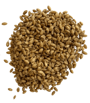 Hard White Wheat - Organic Grain Berries - 1847 Stone Milling