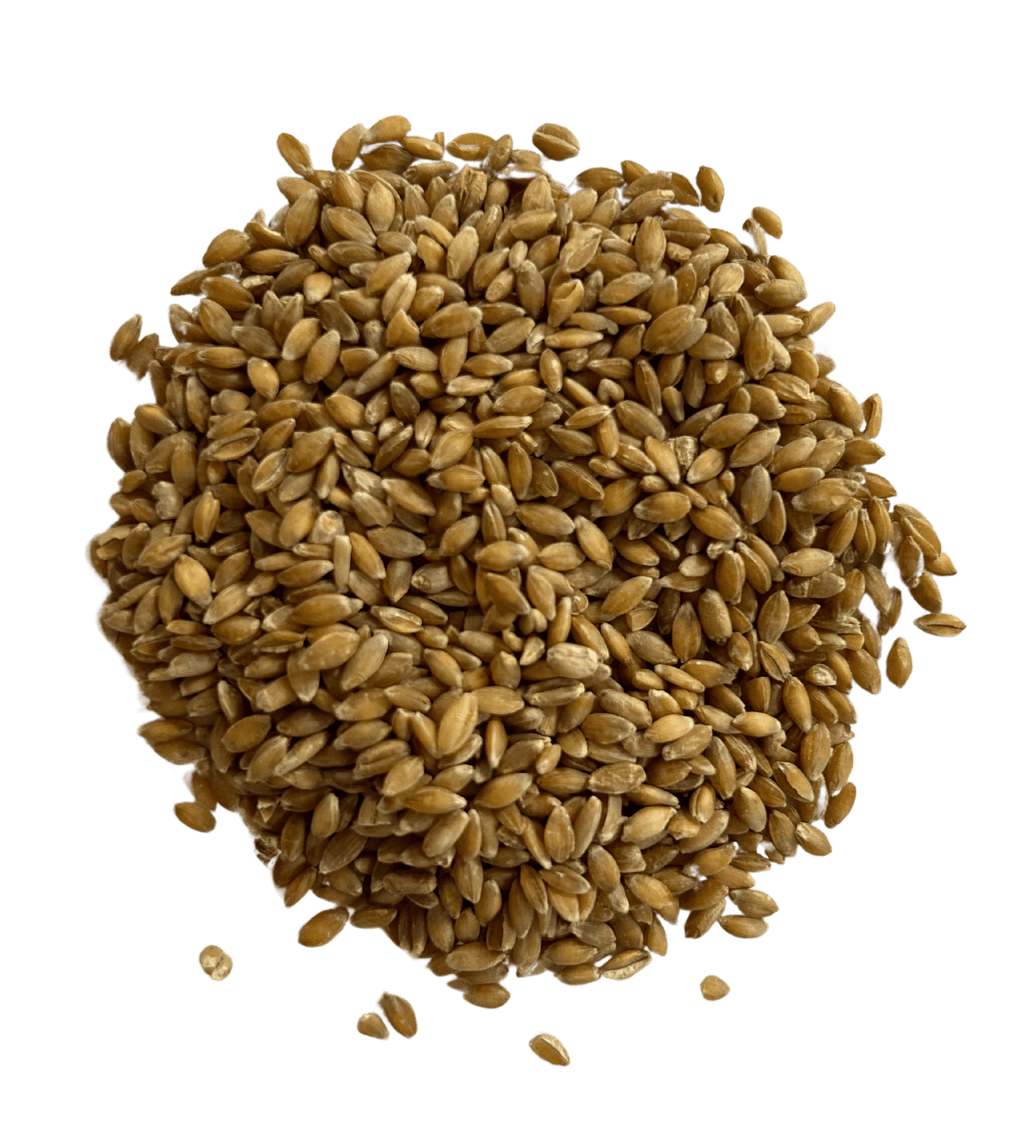 Einkorn - Organic Grain Berries - 1847 Stone Milling