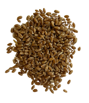 Hard Red Spring Wheat - Organic Grain Berries - 1847 Stone Milling
