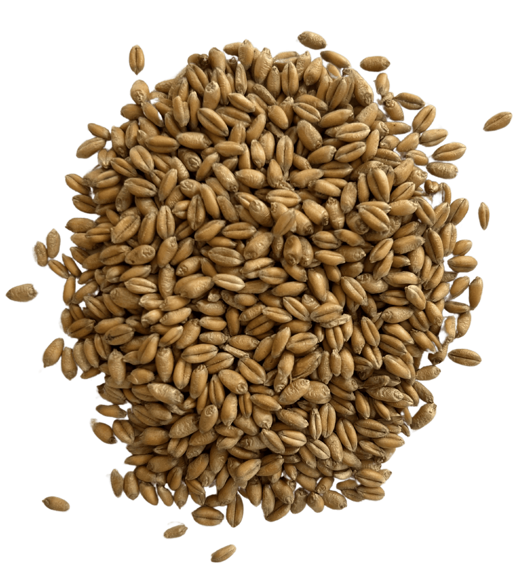 Soft Red Winter Wheat - Organic Grain Berries - 1847 Stone Milling