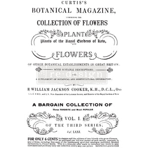 Redesign Decor Transfer - Botanical Magazine