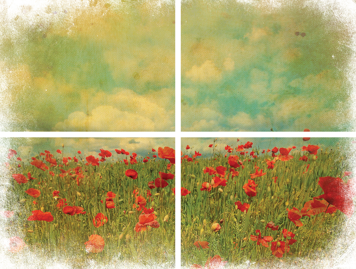 Field of Flowers Transfer - Belles And Whistles