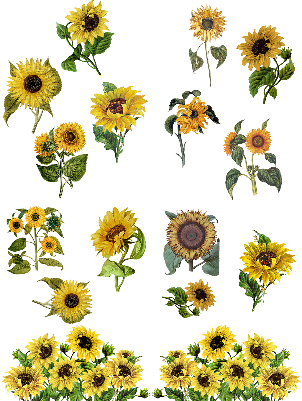 Sunflower Transfer - Belles And Whistles